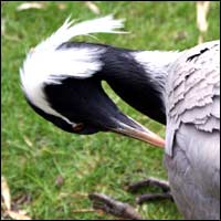PROMO PARC DES OISEAUX : Vente Flash -38% sur les Billets !